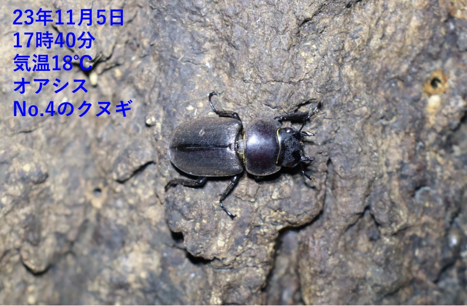 コクワガタ♀（近景）_No.4のクヌギ_クワガタ達のオアシス_2023年11月5日17時40分 気温18度